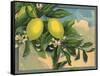 Lemon Tree Branch - Citrus Crate Label-Lantern Press-Framed Stretched Canvas