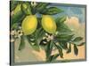 Lemon Tree Branch - Citrus Crate Label-Lantern Press-Stretched Canvas