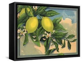 Lemon Tree Branch - Citrus Crate Label-Lantern Press-Framed Stretched Canvas