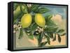 Lemon Tree Branch - Citrus Crate Label-Lantern Press-Framed Stretched Canvas