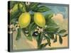 Lemon Tree Branch - Citrus Crate Label-Lantern Press-Stretched Canvas