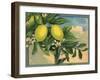 Lemon Tree Branch - Citrus Crate Label-Lantern Press-Framed Art Print