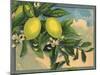 Lemon Tree Branch - Citrus Crate Label-Lantern Press-Mounted Art Print