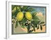 Lemon Tree Branch - Citrus Crate Label-Lantern Press-Framed Art Print