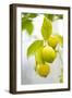 Lemon Tree, Detail, Fruits-Alexander Georgiadis-Framed Photographic Print