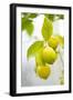 Lemon Tree, Detail, Fruits-Alexander Georgiadis-Framed Photographic Print