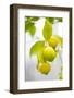 Lemon Tree, Detail, Fruits-Alexander Georgiadis-Framed Photographic Print