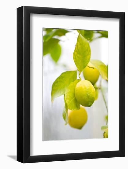 Lemon Tree, Detail, Fruits-Alexander Georgiadis-Framed Photographic Print