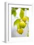 Lemon Tree, Detail, Fruits-Alexander Georgiadis-Framed Photographic Print