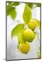 Lemon Tree, Detail, Fruits-Alexander Georgiadis-Mounted Photographic Print