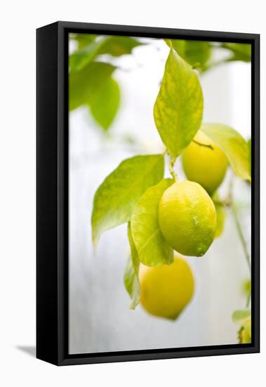 Lemon Tree, Detail, Fruits-Alexander Georgiadis-Framed Stretched Canvas
