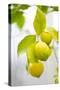 Lemon Tree, Detail, Fruits-Alexander Georgiadis-Stretched Canvas