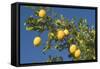 Lemon Tree with Ripe Lemon Fruits Hanging from Branch-null-Framed Stretched Canvas