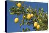 Lemon Tree with Ripe Lemon Fruits Hanging from Branch-null-Stretched Canvas