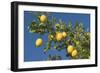 Lemon Tree with Ripe Lemon Fruits Hanging from Branch-null-Framed Photographic Print