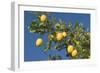 Lemon Tree with Ripe Lemon Fruits Hanging from Branch-null-Framed Photographic Print
