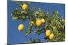 Lemon Tree with Ripe Lemon Fruits Hanging from Branch-null-Mounted Photographic Print