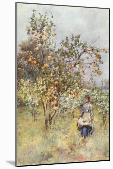 Lemon-Trees: Spring-Alberto Pisa-Mounted Giclee Print