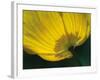 Lemon Tulip-Ella Lancaster-Framed Giclee Print