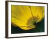 Lemon Tulip-Ella Lancaster-Framed Giclee Print