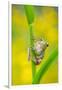 Lemon-yellow tree frog climbing up grass stem, Cyprus-Edwin Giesbers-Framed Photographic Print