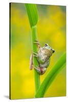 Lemon-yellow tree frog climbing up grass stem, Cyprus-Edwin Giesbers-Stretched Canvas