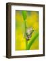 Lemon-yellow tree frog climbing up grass stem, Cyprus-Edwin Giesbers-Framed Photographic Print