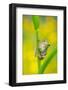 Lemon-yellow tree frog climbing up grass stem, Cyprus-Edwin Giesbers-Framed Photographic Print