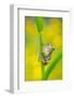 Lemon-yellow tree frog climbing up grass stem, Cyprus-Edwin Giesbers-Framed Photographic Print