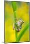 Lemon-yellow tree frog climbing up grass stem, Cyprus-Edwin Giesbers-Mounted Photographic Print