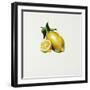 Lemon-Sydney Edmunds-Framed Giclee Print