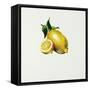 Lemon-Sydney Edmunds-Framed Stretched Canvas