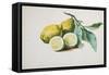 Lemons, 1840-Pierre-Joseph Redouté-Framed Stretched Canvas