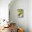 Lemons and Lemon Squeezer-Jana Ihle-Photographic Print displayed on a wall