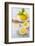 Lemons, Citrus-Press and Juice-Jana Ihle-Framed Photographic Print