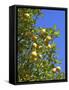 Lemons Growing on Tree in Grove, Sorrento, Campania, Italy, Europe-null-Framed Stretched Canvas