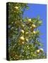 Lemons Growing on Tree in Grove, Sorrento, Campania, Italy, Europe-null-Stretched Canvas