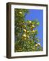 Lemons Growing on Tree in Grove, Sorrento, Campania, Italy, Europe-null-Framed Photographic Print