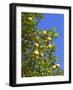 Lemons Growing on Tree in Grove, Sorrento, Campania, Italy, Europe-null-Framed Photographic Print