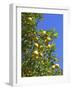 Lemons Growing on Tree in Grove, Sorrento, Campania, Italy, Europe-null-Framed Photographic Print