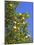 Lemons Growing on Tree in Grove, Sorrento, Campania, Italy, Europe-null-Mounted Photographic Print