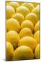 Lemons Lemons Lemons-Steve Gadomski-Mounted Photographic Print