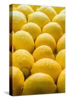 Lemons Lemons Lemons-Steve Gadomski-Stretched Canvas