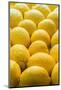 Lemons Lemons Lemons-Steve Gadomski-Mounted Photographic Print