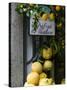 Lemons, Positano, Amalfi Coast, Campania, Italy-Walter Bibikow-Stretched Canvas