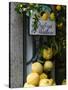 Lemons, Positano, Amalfi Coast, Campania, Italy-Walter Bibikow-Stretched Canvas