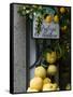 Lemons, Positano, Amalfi Coast, Campania, Italy-Walter Bibikow-Framed Stretched Canvas