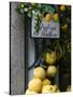 Lemons, Positano, Amalfi Coast, Campania, Italy-Walter Bibikow-Stretched Canvas