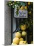 Lemons, Positano, Amalfi Coast, Campania, Italy-Walter Bibikow-Mounted Photographic Print