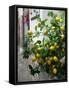 Lemons, Positano, Amalfi Coast, Campania, Italy-Walter Bibikow-Framed Stretched Canvas